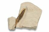 Fossil Polycotylid Plesiosaur (Thililua?) Tooth - Asfla Morocco #252350-1